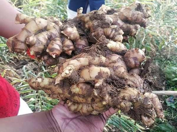 Ginger