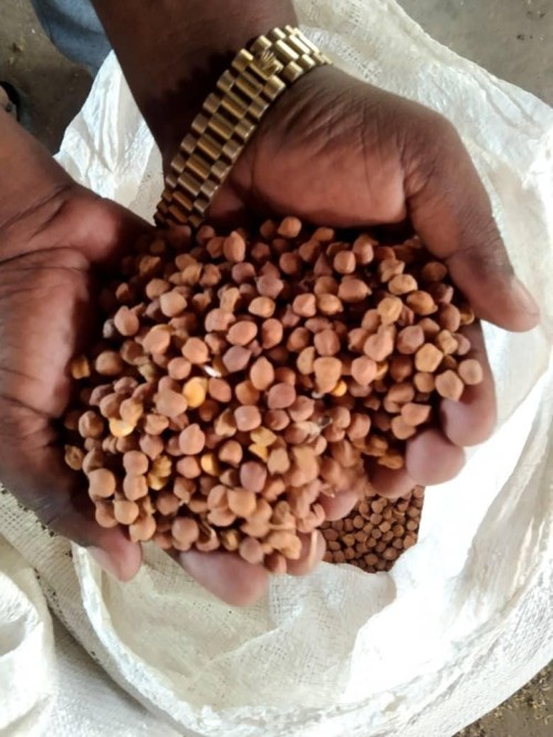 Lentils